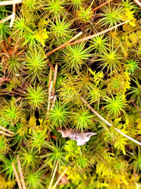 Polytrichum Moss Stock Photo Image Of Green Floor 244036448