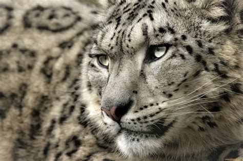Animal Snow Leopard Hd Wallpaper