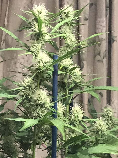 Original Sensible Seeds Bruce Banner 3 Fast Grow Journal Week7 By