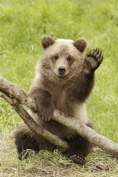 Grizzly Cub Waving Hello Animalia Pinterest