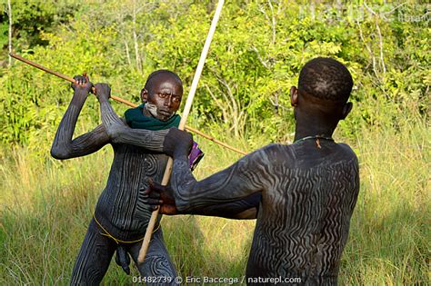 Nature Picture Library Donga Stick Fighters Young Men Of The Suri Surma Tribe Omo River