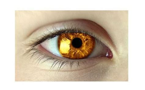 Golden Eye Color Beautiful Eyes Color Golden Eyes Gold Eyes