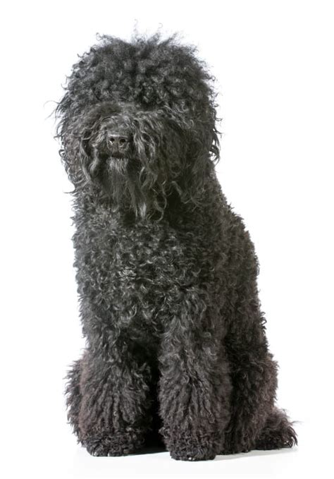 Barbet French Water Dog Plexidor Dog Doors