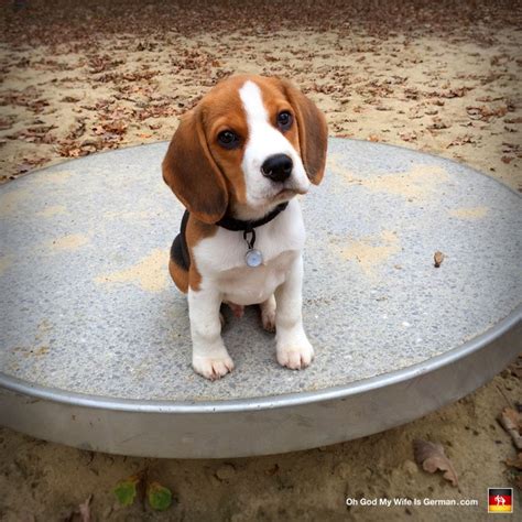 06 Adorable 3 Month Old Beagle Puppy Oh God My Wife Is German
