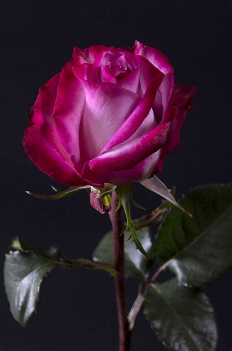 Deep Purple Eden Roses Ecuador Flowers Roses Ecuador