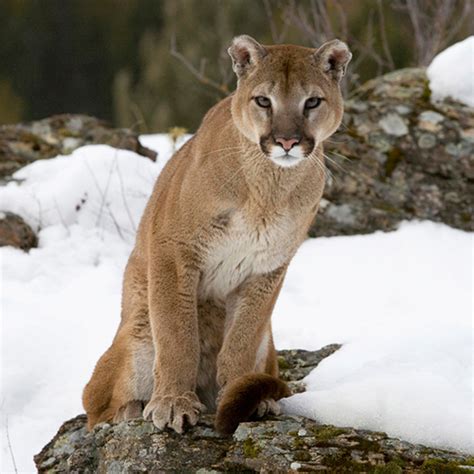 Ver más ideas sobre felinos, animales salvajes, grandes felinos. El puma del este de Norteamérica es declarado oficialmente ...