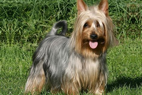 Browse thru our id verified puppy for sale listings to find your if you are unable to find your puppy in our puppy for sale or dog for sale sections, please consider looking thru thousands of dogs for adoption. Silky Terrier Puppies for Sale from Reputable Dog Breeders