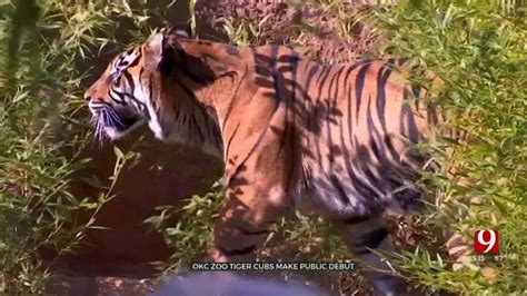 Okc Zoo Tiger Cubs Make Public Debut Youtube