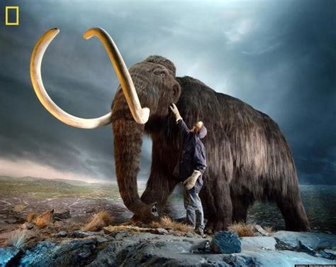 De Extinction Of Woolly Mammoth And Other Ancient Animals Could Become