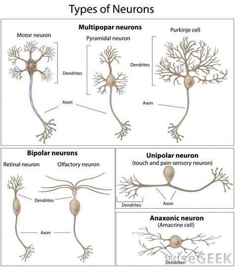 Neurons And Their Functions