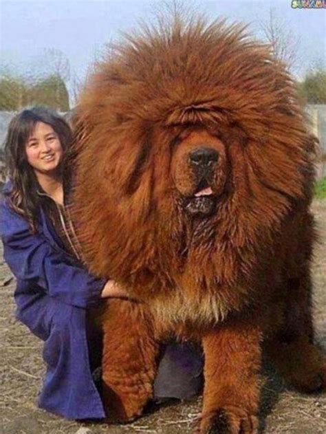 wow tibetan mastiff big dog breeds expensive dogs giant dogs