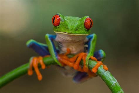 Red-eyed Tree Frog Photograph by Germán Galeazza