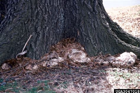 Identification Unknown Oak Tree Fungus Ubc