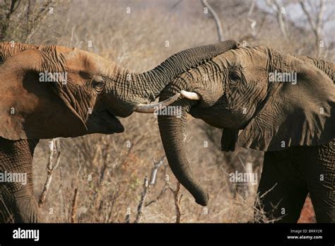 Elephants Touching Trunks Hi Res Stock Photography And Images Alamy