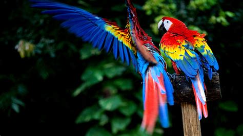 Scarlet Macaw Hd Wallpaper Background Image 1920x1080