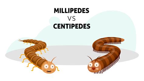 What's the difference (song), song by dr. The Difference Between a Millipede vs. Centipede | Insight ...