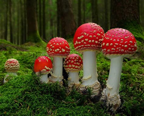 The Toxicologist Today The Edible Amanita Muscaria