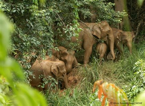 Display your love for england and teach your kids all about its history this april. 20 Important Facts About Elephants and Their Conservation ...