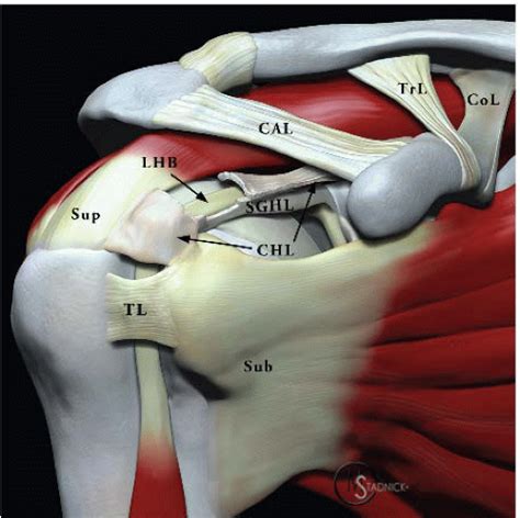 Shoulder Anatomy Biceps Tendon