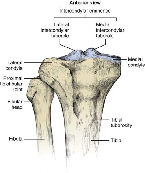 Knee Anatomy Tibial Tuberosity