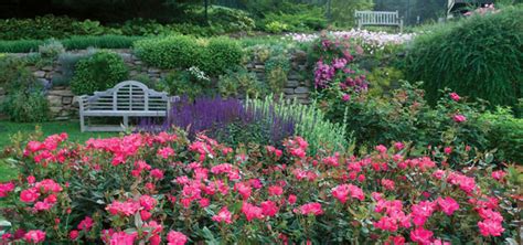 Landscaping With Knockout Roses - landscaping with knockout roses pictures
