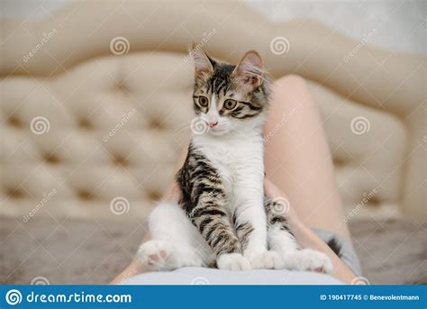 Young Woman Holding Cat On Hands Girl With Cat Stock Image Image Of