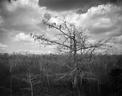 Everglades Florida Pond Cypress Trees 5 2 Photograph By Rudy Umans
