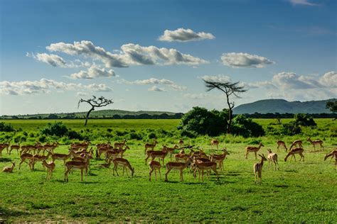 A Rough Guide to: planning a Tanzania safari | Rough Guides