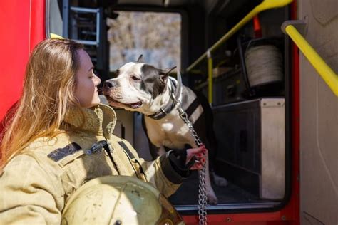 Badass Dogs Firefighter Dogs Prudent Pet Insurance