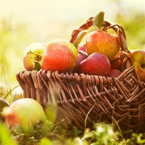 Apples 101 A Guide To Falls Favorite Fruit My Vanderbilt Health