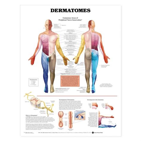 Anatomy Charts Posters Dermatomes Anatomical Chart
