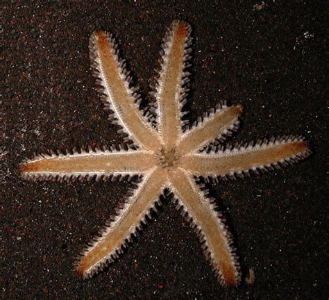 Hawaii Sea Stars Starfish