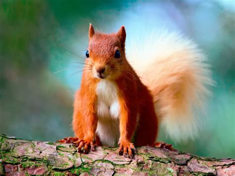 Cute Red Squirrel Wallpapers Eichhörnchen Tierbabys Tierbilder