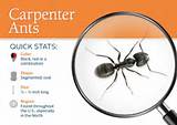 Black Carpenter Ants In House Pictures