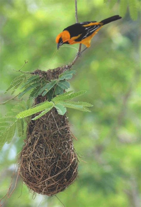 Impressive Nest Building By Orioles Birding Wire