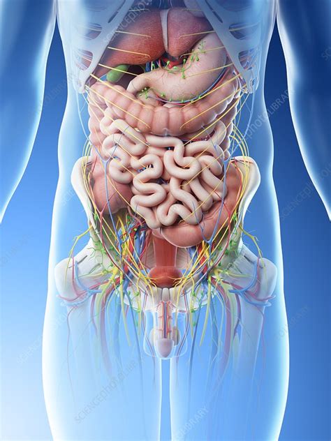 Human Abdominal Anatomy