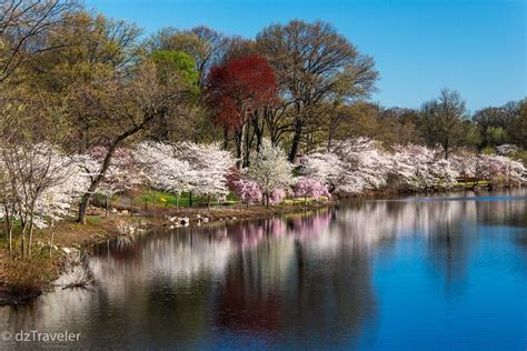 Cherry Blossom In Branch Brook Park Nj Dizzy Traveler