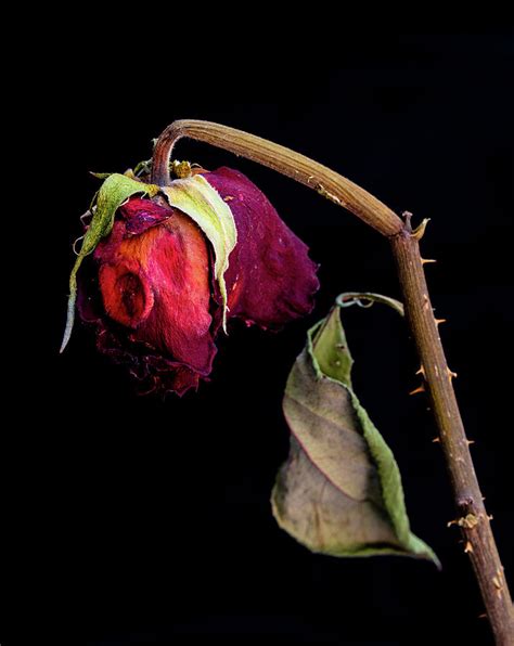 Dead Rose Wallpaperflowerplantstill Life Photographybudflowering