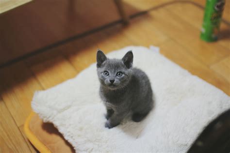 Chartreux Cat Breed Profile Characteristics And Care
