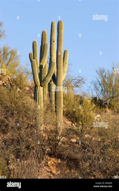 Saguaro Cacti In The Sonoran Desert At Catalina State Park Near Tucson