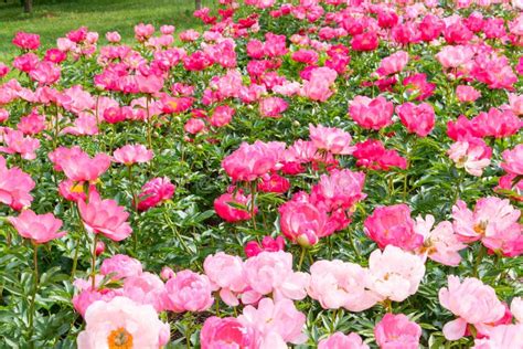 Blooming Pink Peony Flowers In Park Garden Stock Photo Image Of