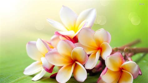 Hawaiian Flowers Wallpaper 47 Images