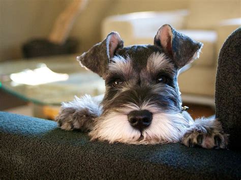 What The Books Didnt Tell You About Schnauzers