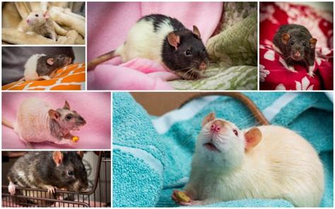 7 Types Of Pet Rats Domestic Rat Varieties Explored