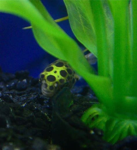 Photo 6 Green Spotted Puffer Guppies Lyretail Guppies
