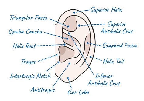 Auriculotherapy For Thyroid Support Np Thyroid