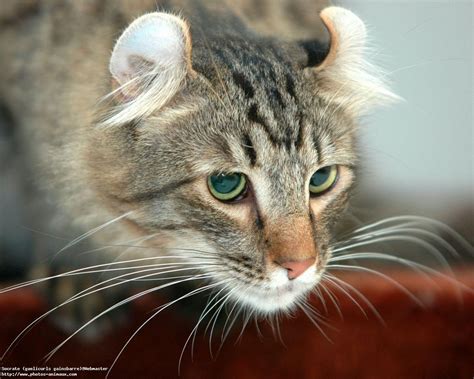 Feline Fantasia Exploring The Unique Charm Of Big Eared Cat Breeds