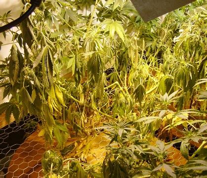 Your snake plant may have root rot if you let it dry out and it is still wilted and off color. How To Stop Root Rot On Marijuana Plants (The Definitive ...