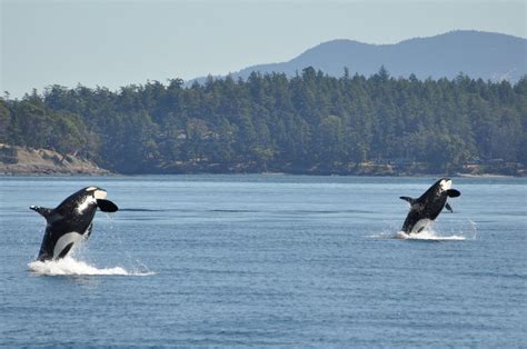 Best Place To See Orcas In The Wild Celebrity Cruises