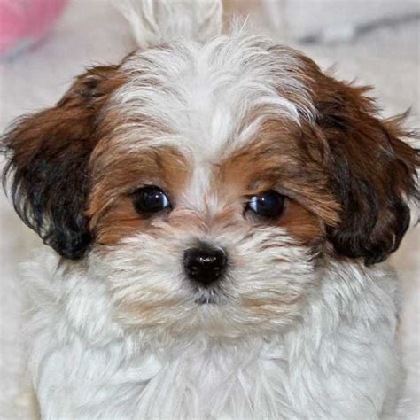 They were born in a lovely home environment and has been given the best start in life. Malshi-Poo Puppy for Sale in Boca Raton, South Florida.